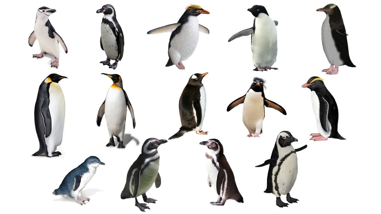 Изучите типы пингвинов на английском языке! Виды пингвинов! Список видов пингвинов