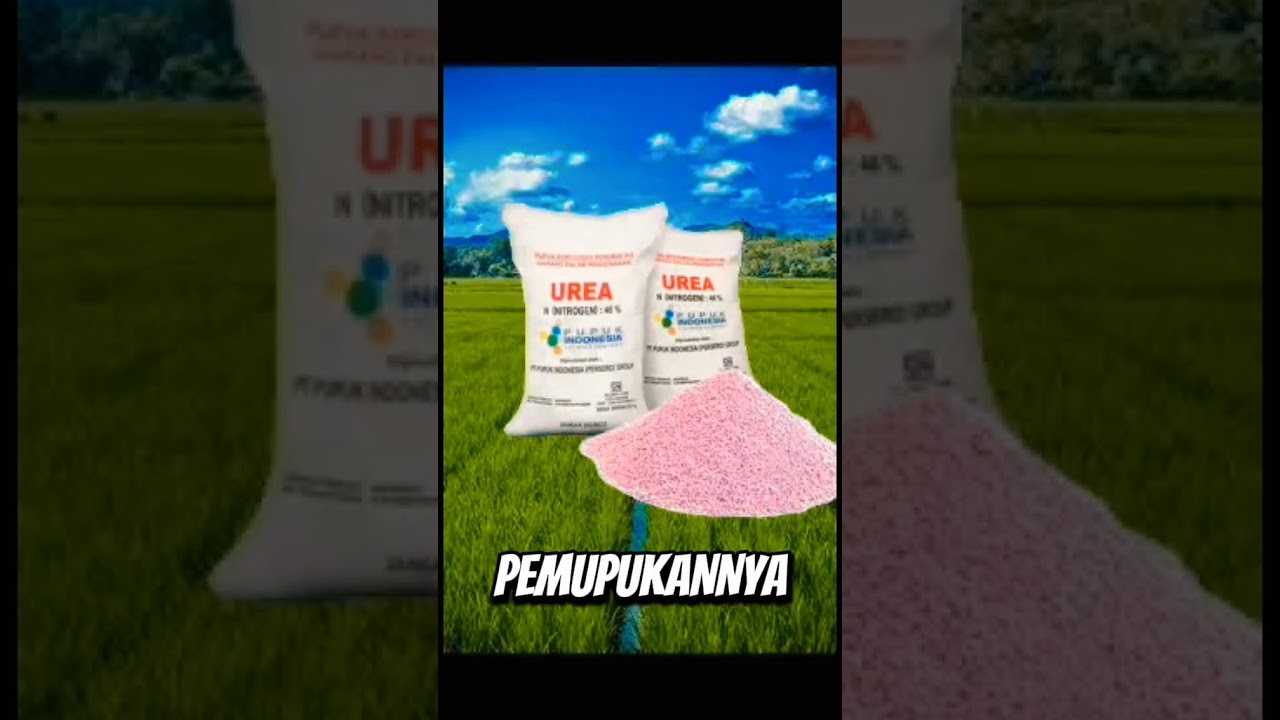 Manfaat menggunakan pupuk urea pada tanaman padi