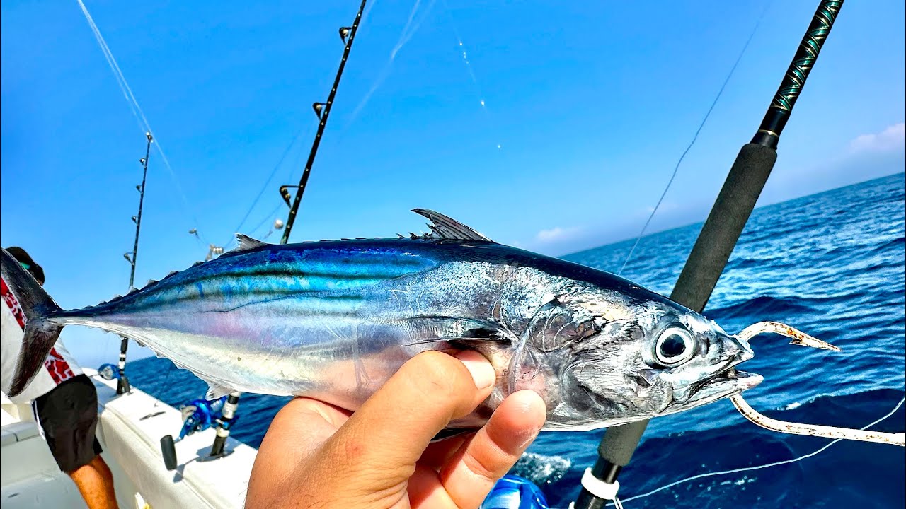 CARNADA GRANDE para PECES GRANDES || CEBO VIVO. 
