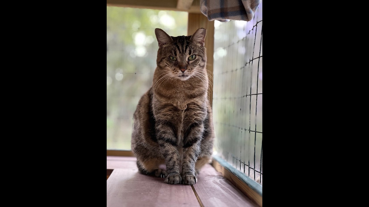 Sanctuary Cats @CatSanctuaryManor