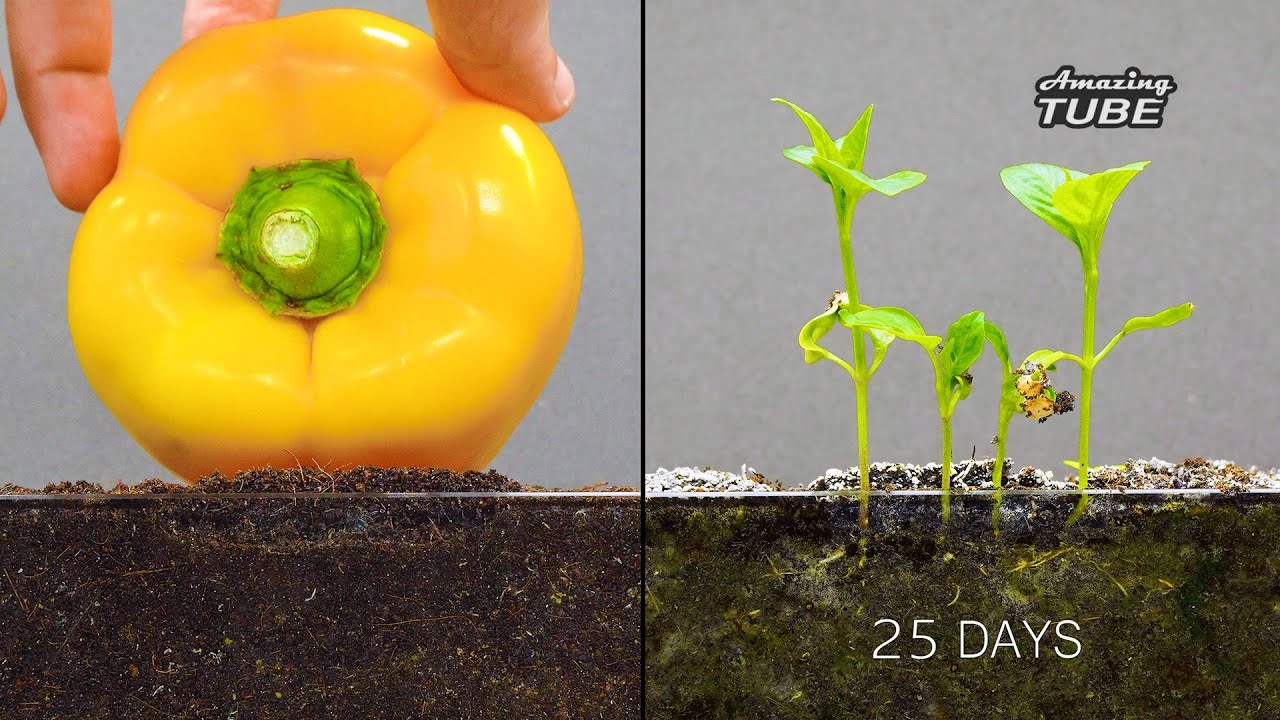 Growing Bell Pepper - Time lapse