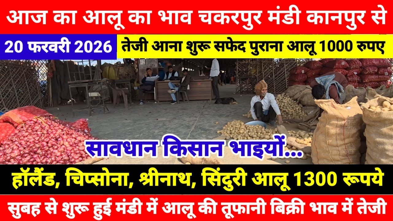 आज का आलू का भाव चकरपुर मंडी कानपुर से | सुबह से शुरू हुई मंडी में आलू की तूफानी बिक्री भाव में तेजी