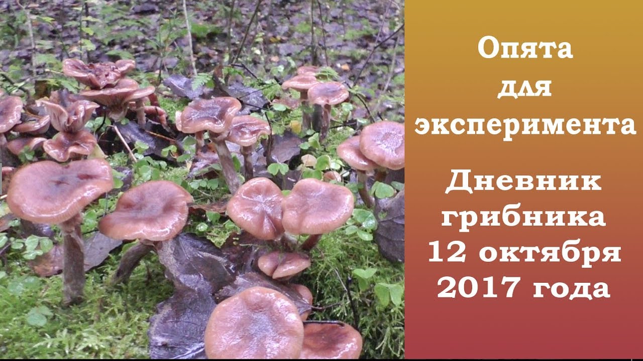 Опята для эксперимента. Дневник грибника 12 октября 2017 г.