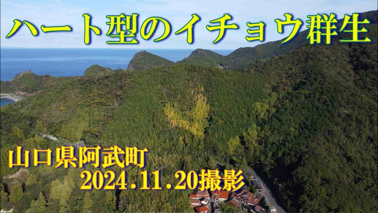 ハート型のイチョウ群生　2024.11.20撮影