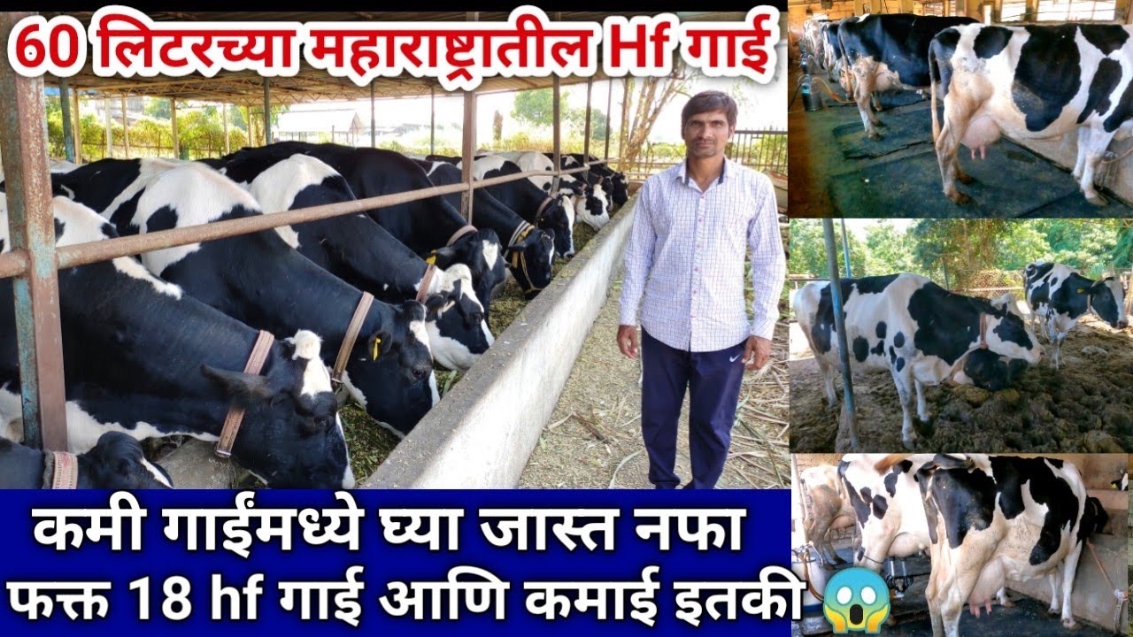 Top Quality Hf गाईंचा गोठा | कमी गाईंपासून जास्त नफा | Hf cow dairy farming