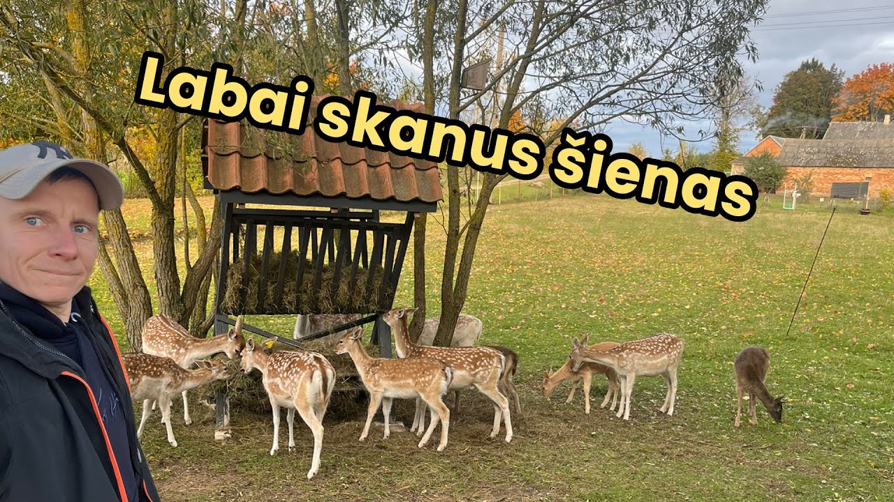 Prasideda šerimas ŠIENU | Šviesa dirbtuvėse | 2025 10 15