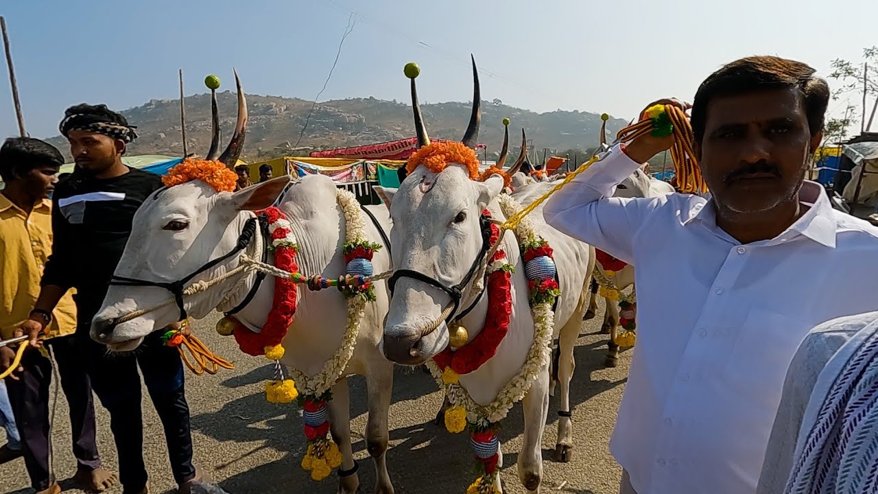 Grand procession of Hallikar bulls in Talakayalabetta jatre