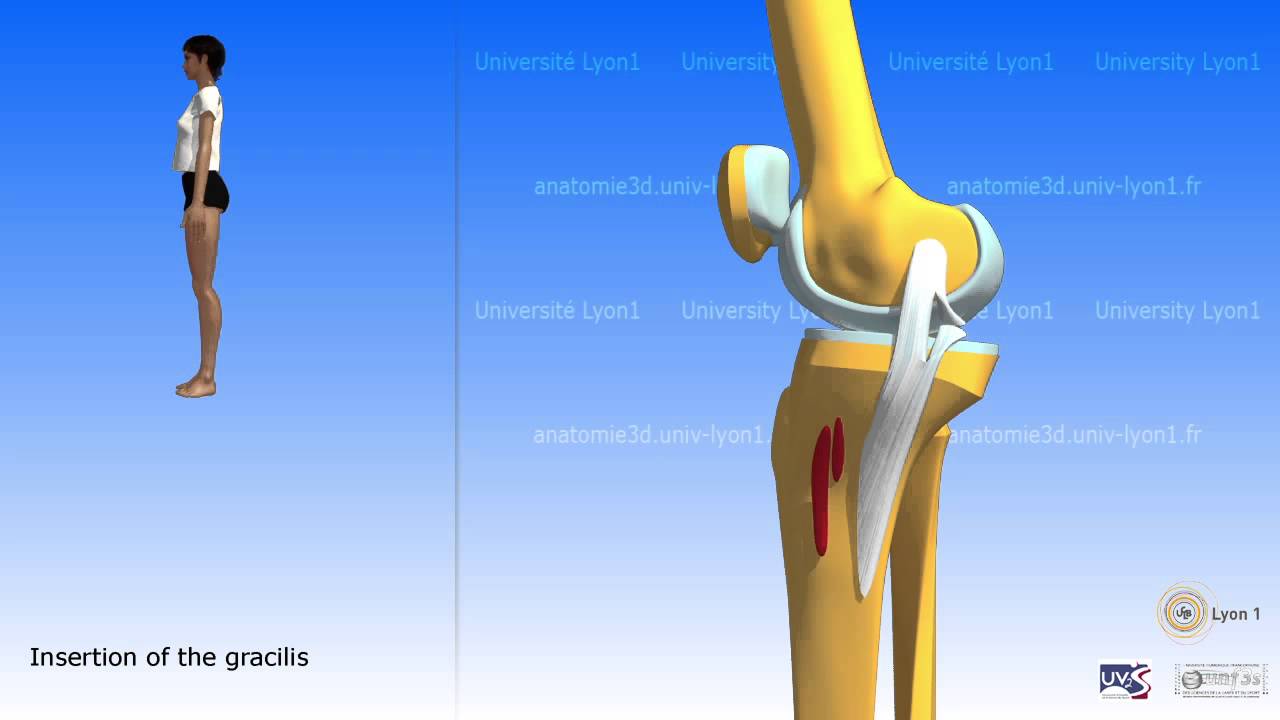 The sartorius and the muscles of the pes anserinus