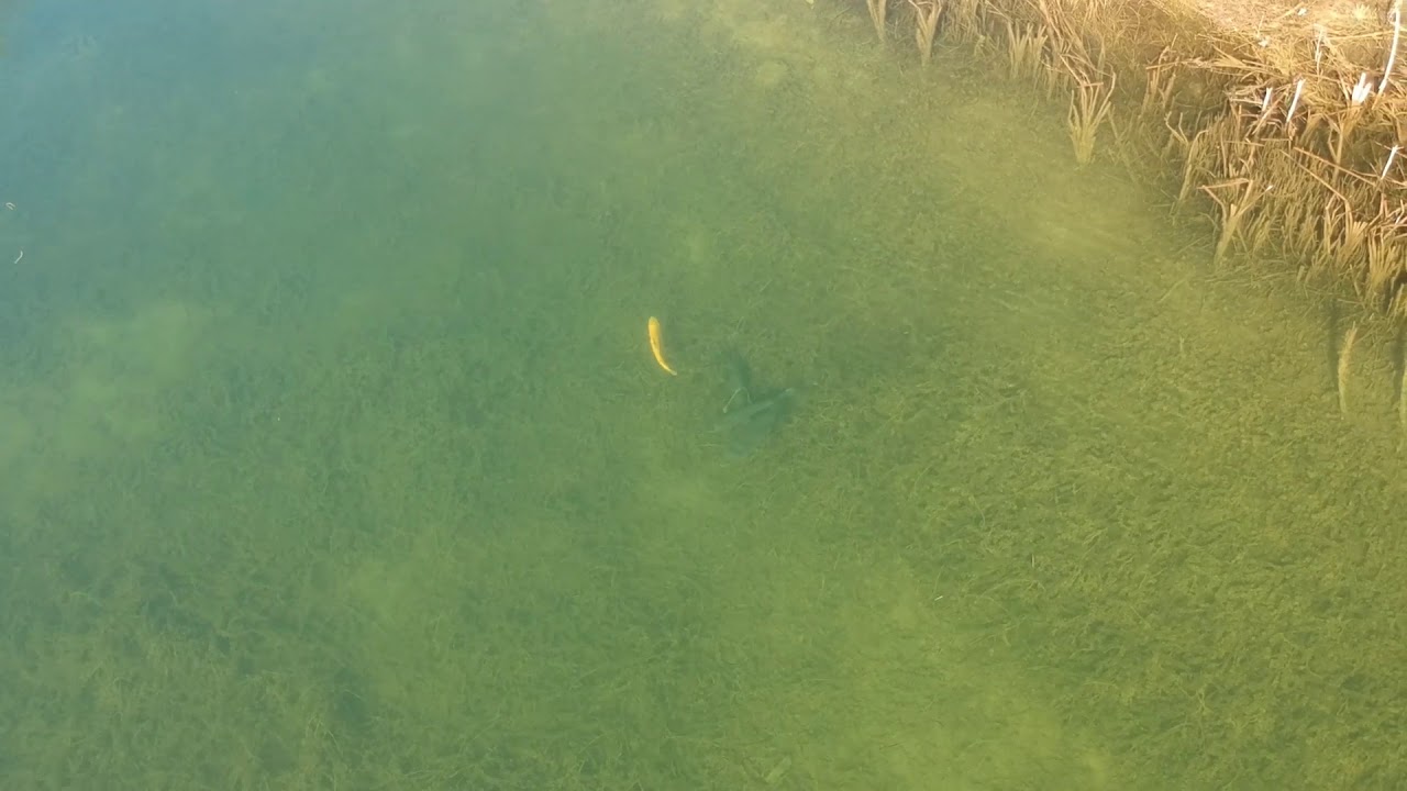 Hedensted Put & Take Drone optagelser af Fisk