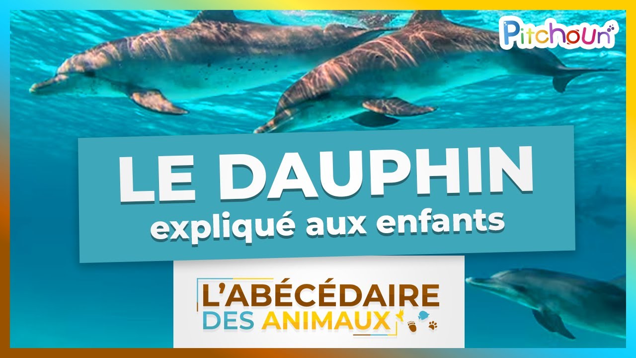 A la découverte du Dauphin - l'Abécédaire des Animaux