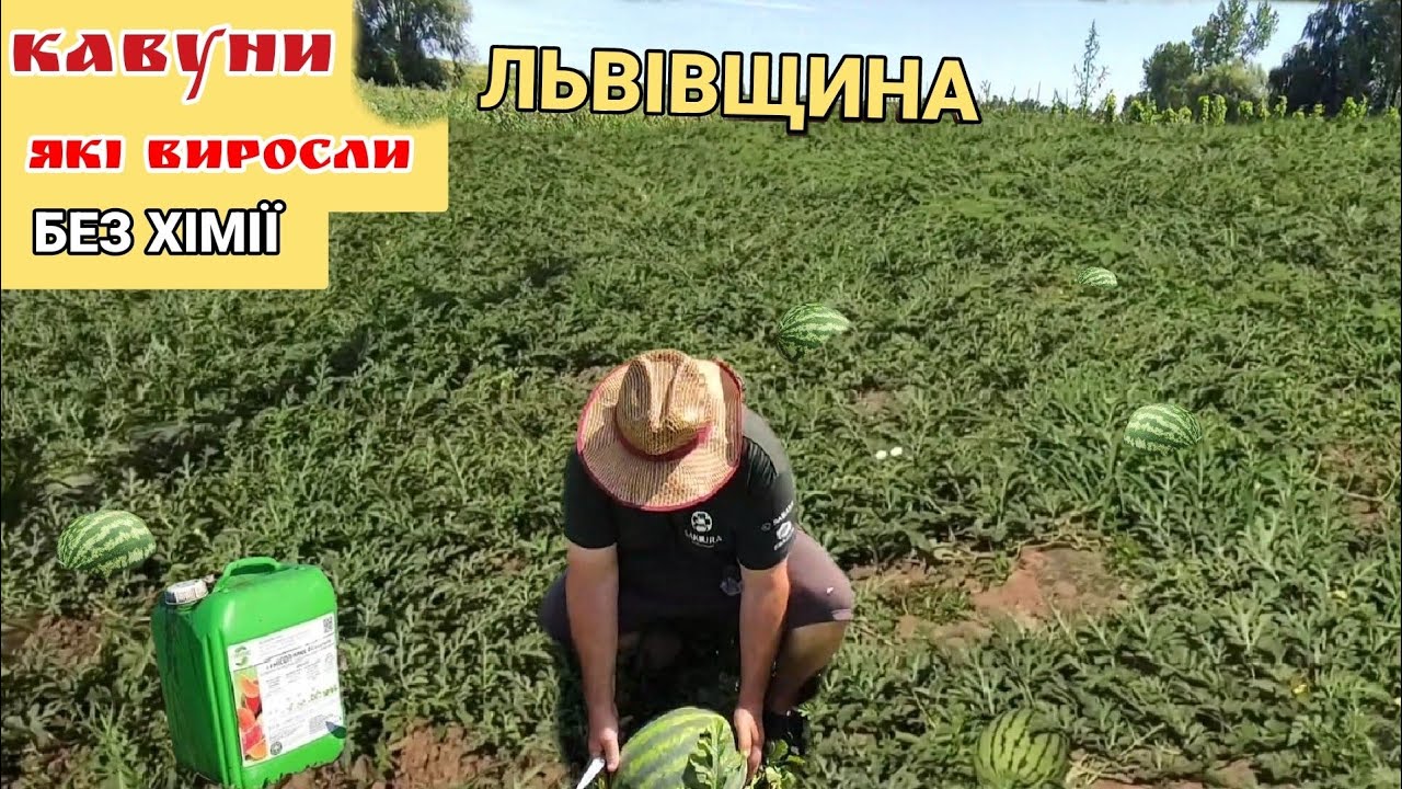 Кавуни на Львівщині виростили завдяки ... Херсонці на Львівщині 🇺🇦