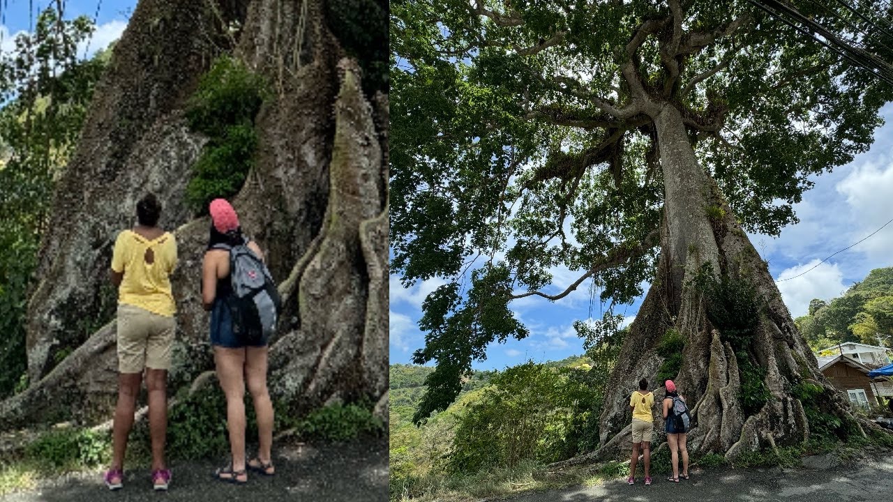[RARE FOOTAGE] Silk Cotton Tree: Unraveling Trinidad and Tobago&rsquo;s Spiritual and Cultural Icon!
