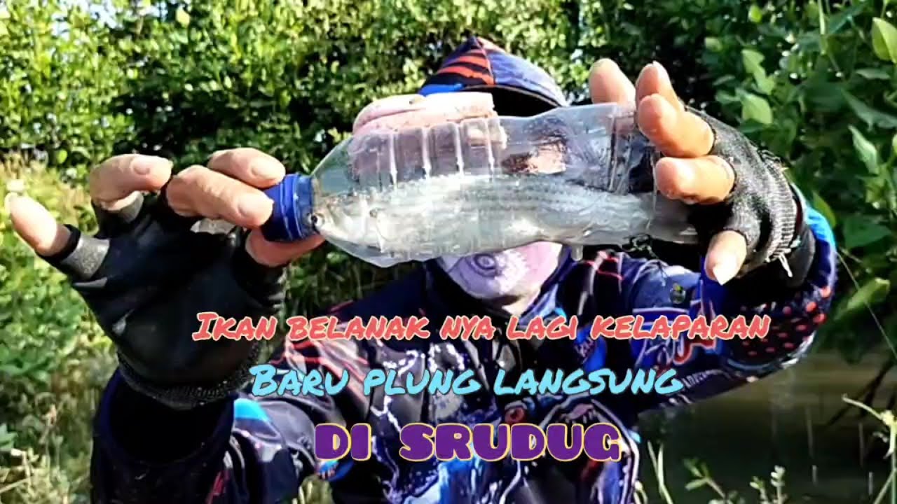 mancing pake botol, umpan tepung terigu, baru plung langsung di serbu,