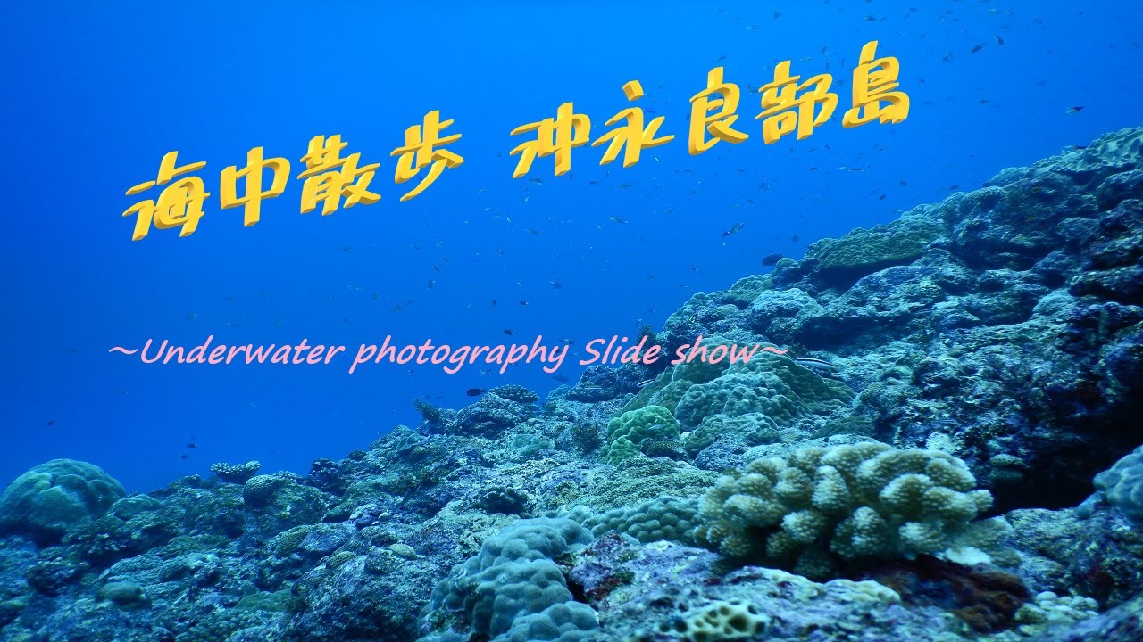 【スライドショー】海中散歩 #1 沖永良部島