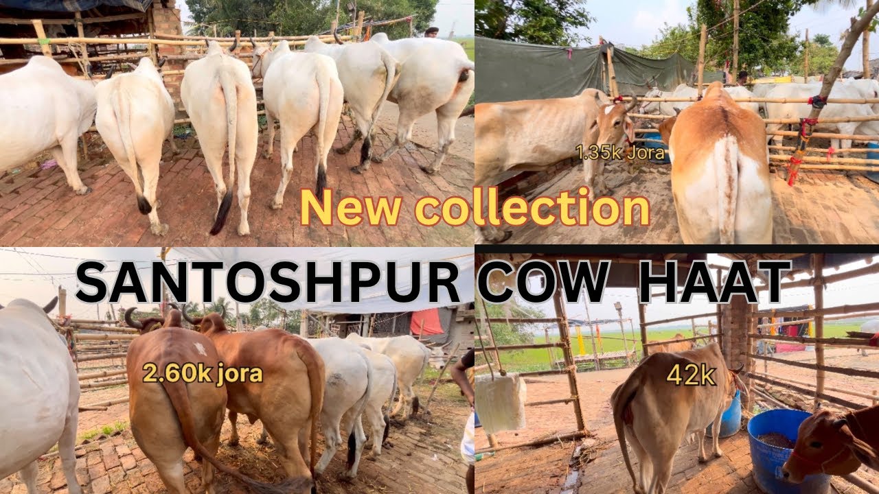 SANTOSHPUR 7/6/24 PART 2 COW MARKET 🐄#cow #cowvideos #cowmandi #ladlavlogs