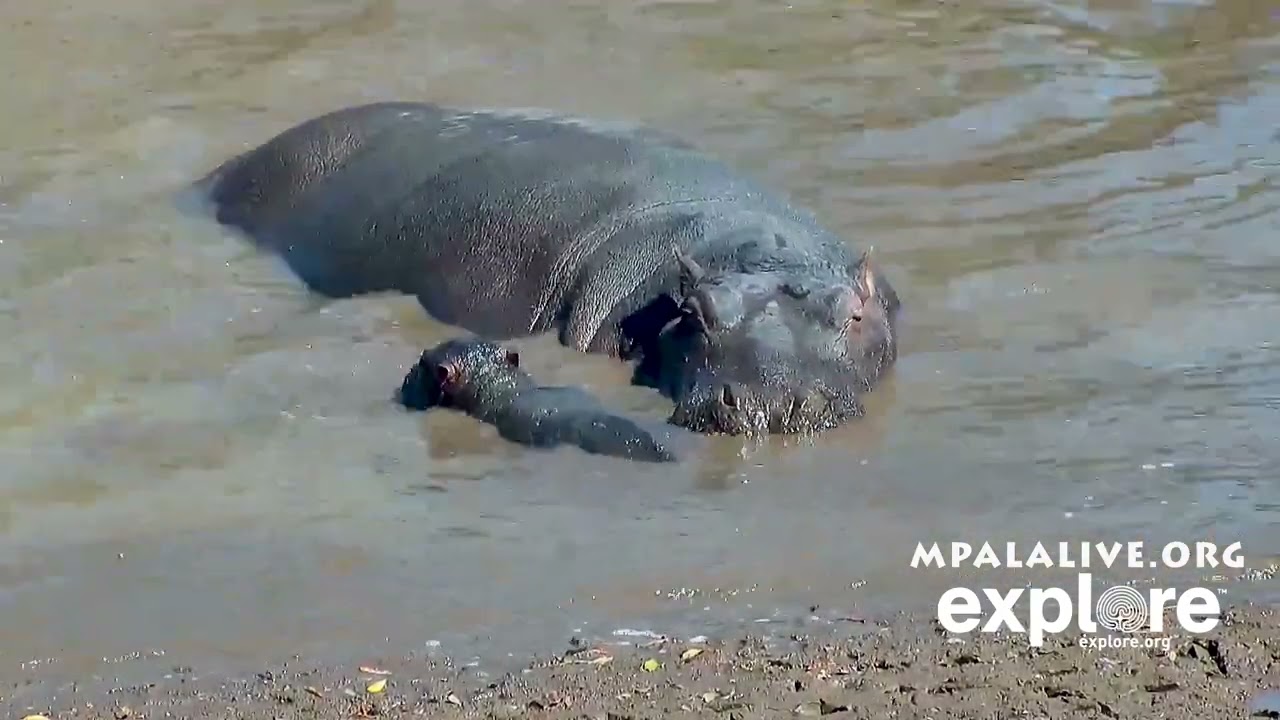 New born hippo named Amani