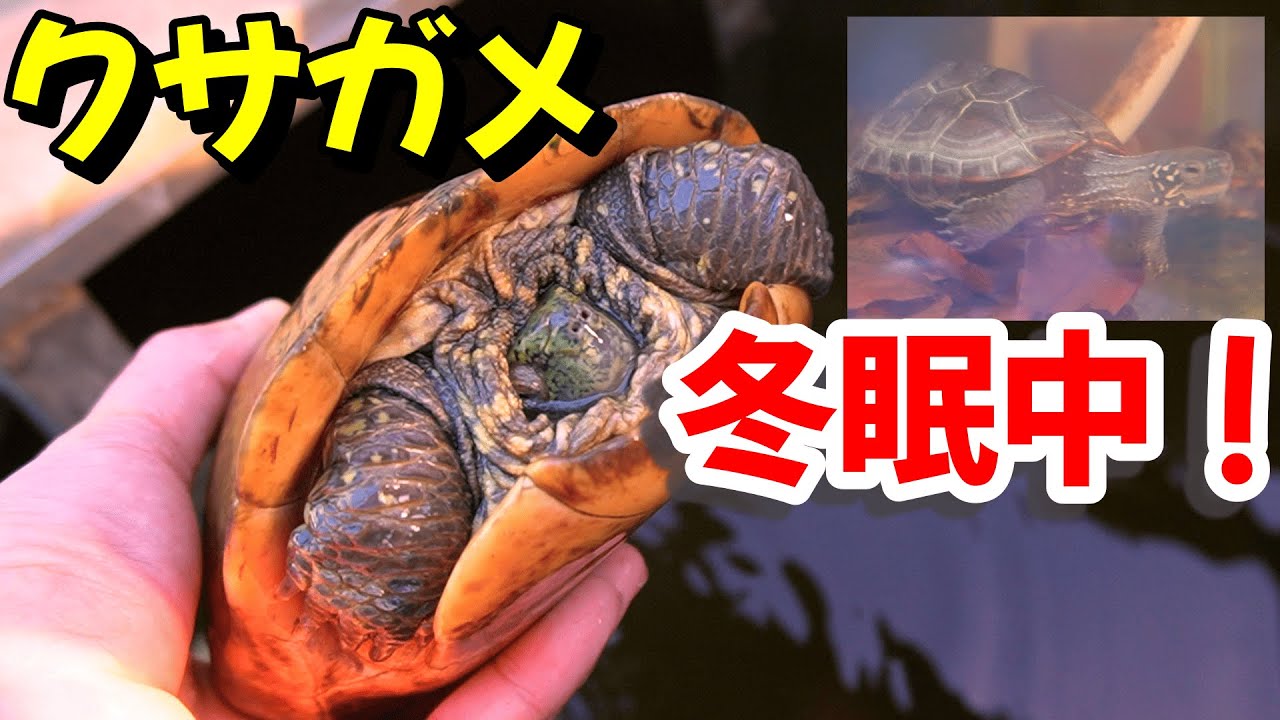 クサガメの冬眠の様子