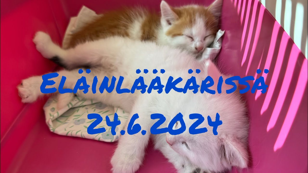 Vierashuoneen pienet kissa veijarit kövi aamulla elläinlääkärissä❤️