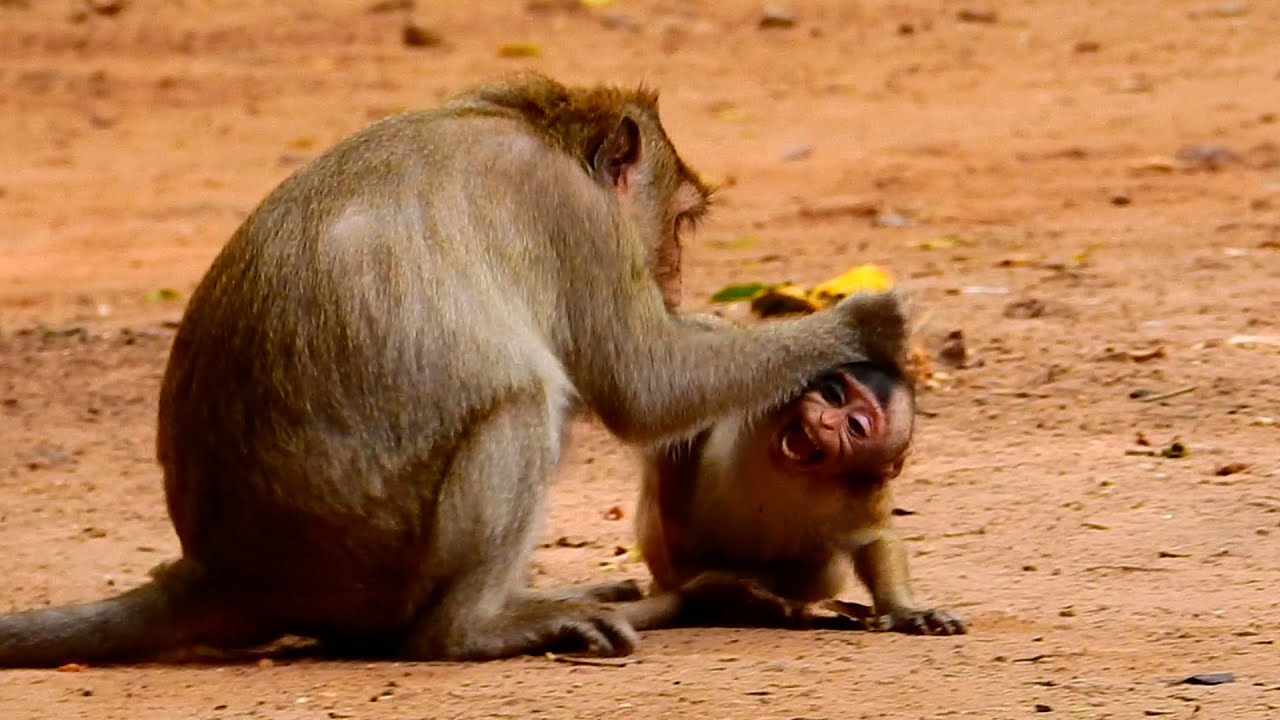 Oh No Monkey Shiloh Still needs Milk