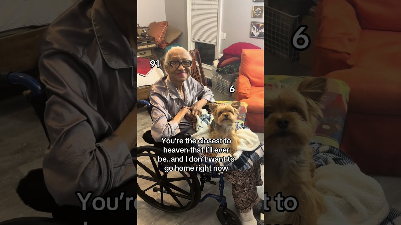 Dogs are Gods gifts to us #yorkie #yorkshire #bond #petmoment