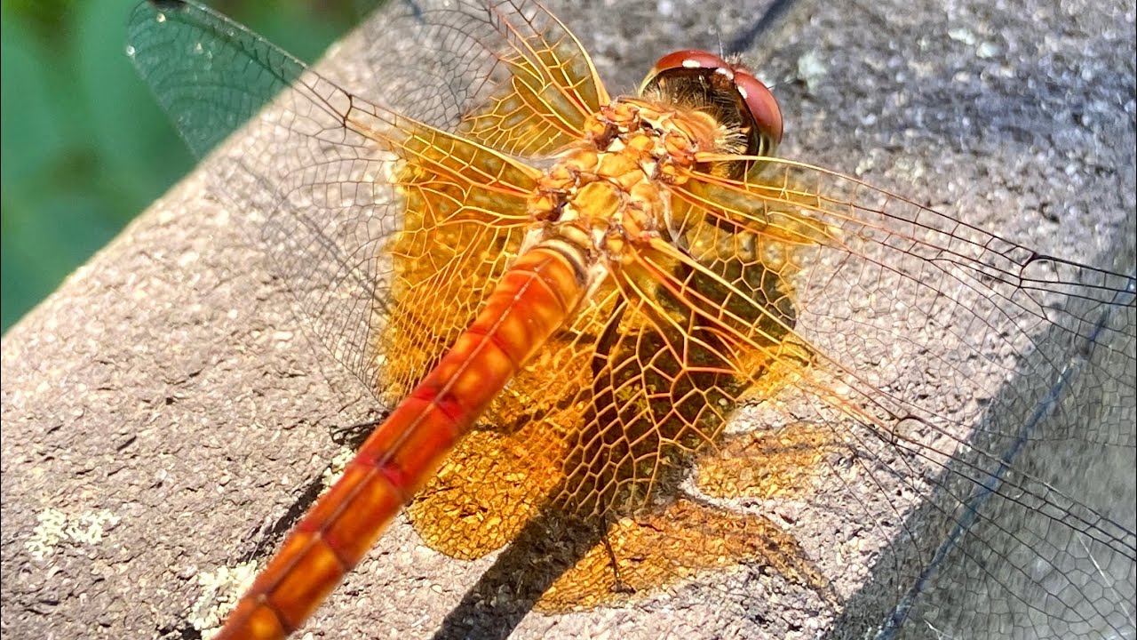 South Korea’s Awesome Dragonflies