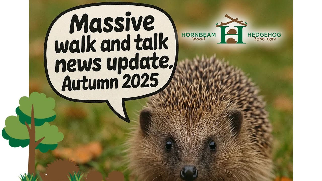 Massive walk and talk news update, Autumn 2025 - Hornbeam Wood Hedgehog Sanctuary
