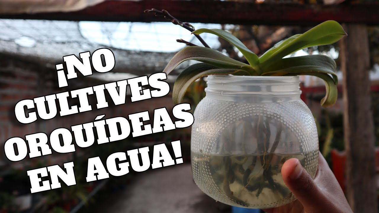 NO CULTIVES ORQUÍDEAS EN AGUA Sin Ver Este Video