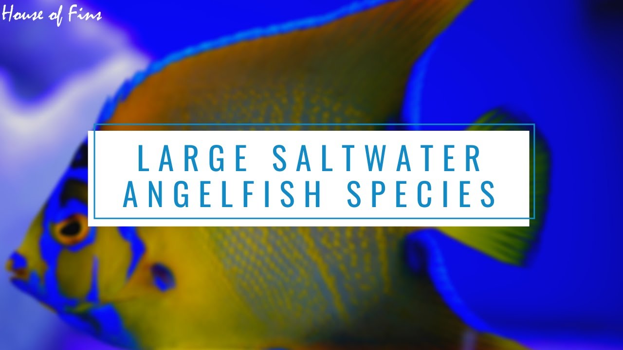 Large Saltwater Angelfish Species