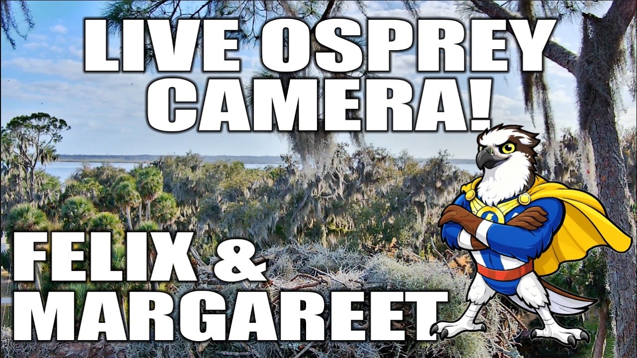 Central Florida Osprey Live Cam #Felix #Margareet #ospreys