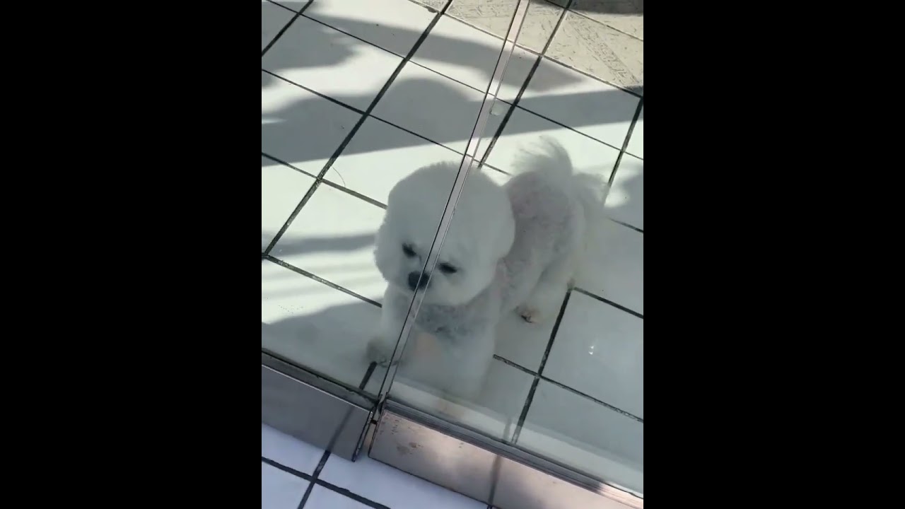 ONEUS (원어스) HWANWOONG (환웅)🐯 TWITTER UPDATE  🐶🐶🐶