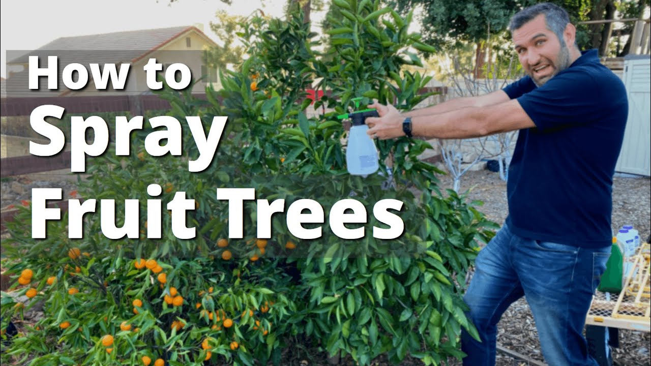 Spraying Fruit Trees and Garden Plants for Insects, Fungus, & Disease | Come, Let us Spray!