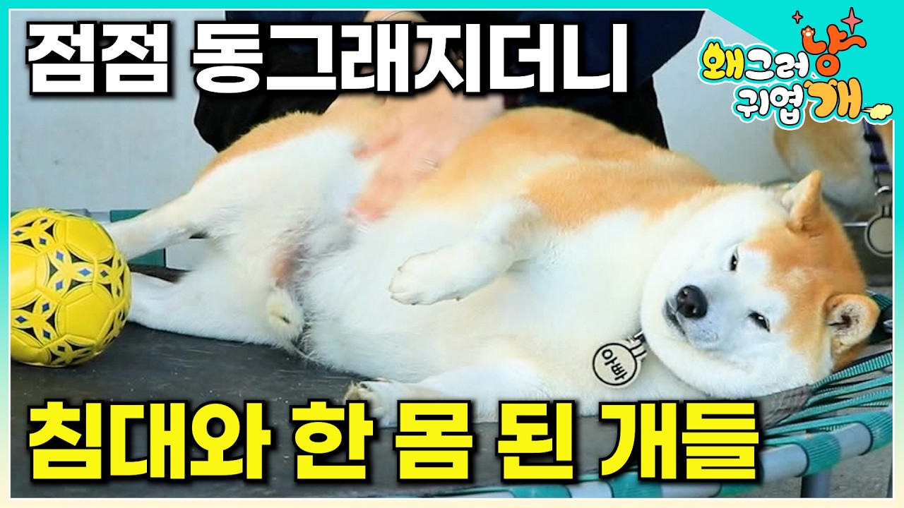 설쌤과 만난 비만견 세 마리! 보호자와 함께하는 다이어트 도전기 |#왜그러냥귀엽개