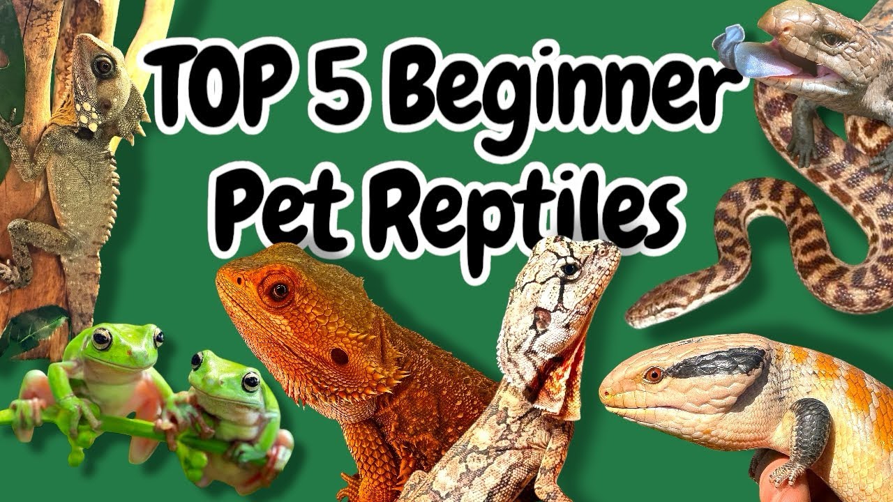 My TOP 5 Beginner Reptiles!