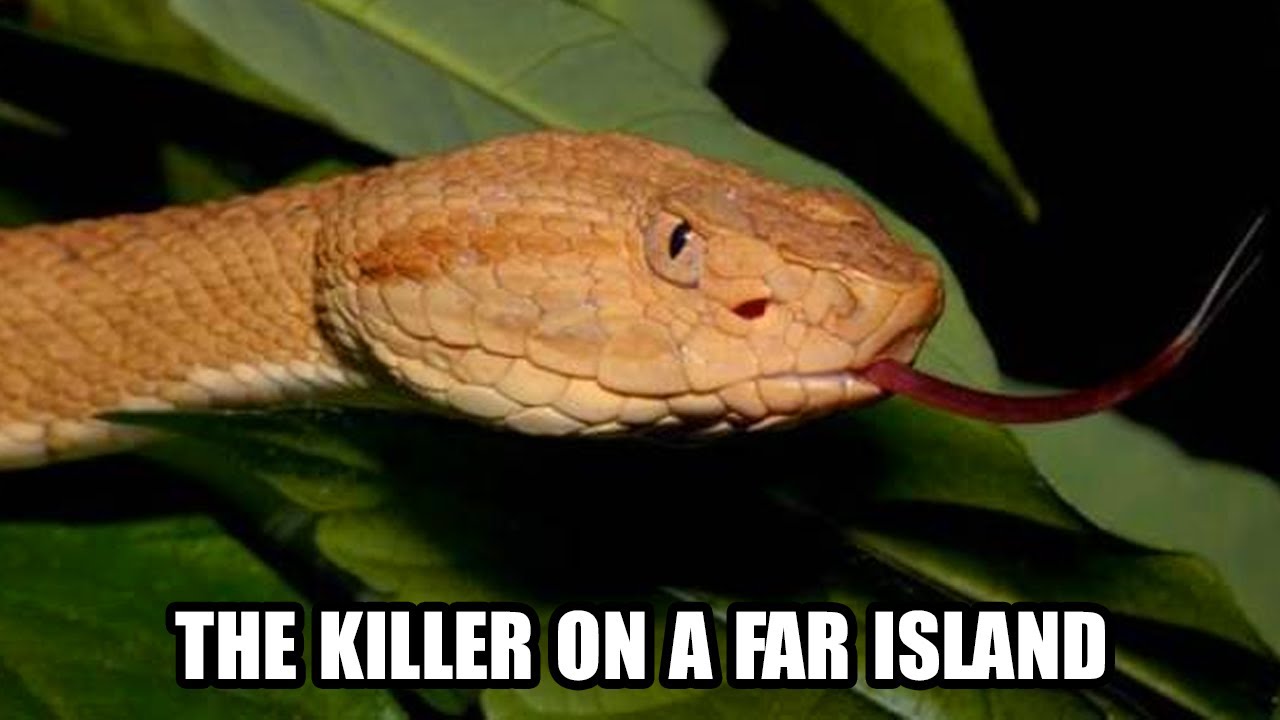 Golden Lancehead Pit Viper: THE KILLER ON A FAR ISLAND