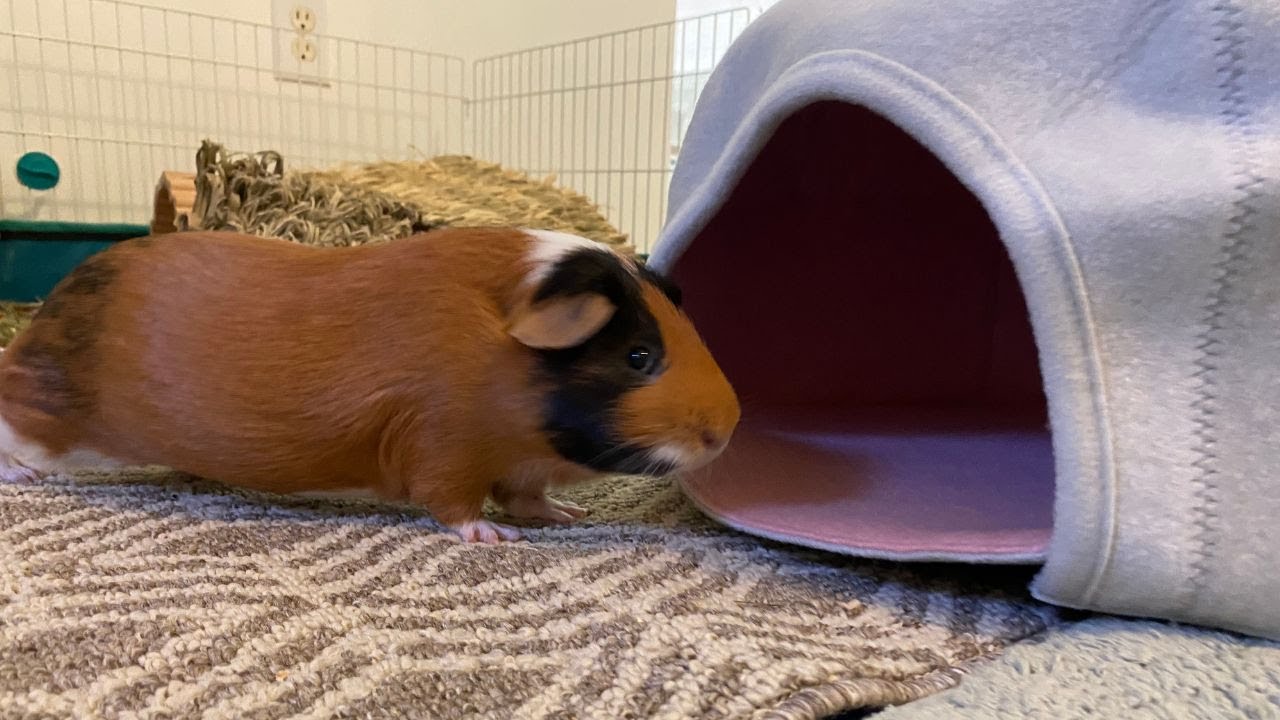 Lulu got a new house!! Wheeking👀 |GUINEA PIG|