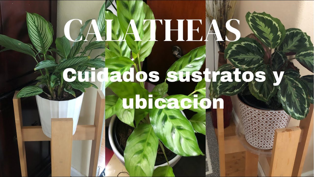 Las calatheas plantas de interor sustrato,ubicacion y cuidados