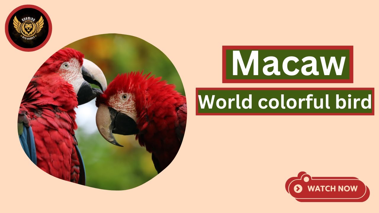 Most Beautiful Macaws on Planet Earth
