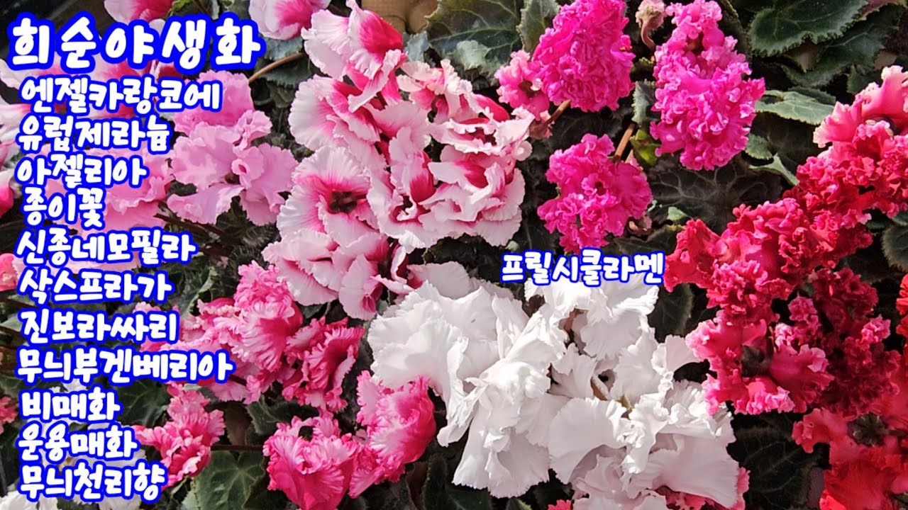 #희순야생화#엔젤카랑코에#유럽제라늄#아젤리아#종이꽃#신종네모필라#보라솔채#삭스프라가#레위시아#진보라싸리#무늬부겐베리아#비매화#운용명자#무늬천리향 