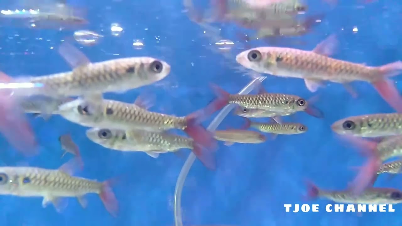 HARGA TERBARU IKAN PINK TAIL CHALCEUS || Agustus 2022
