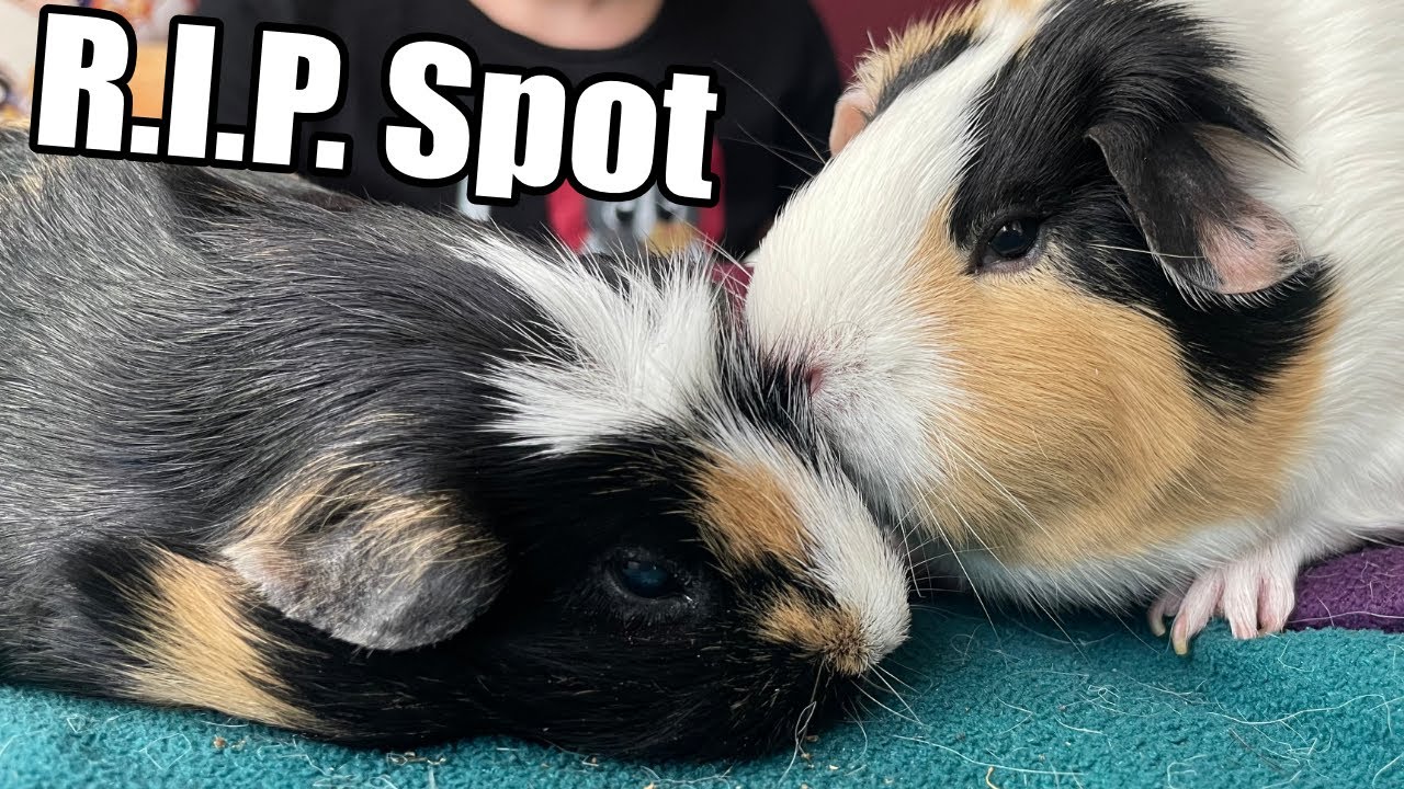 Leider hat er die O.P. nicht überstanden - R.I.P. Spot