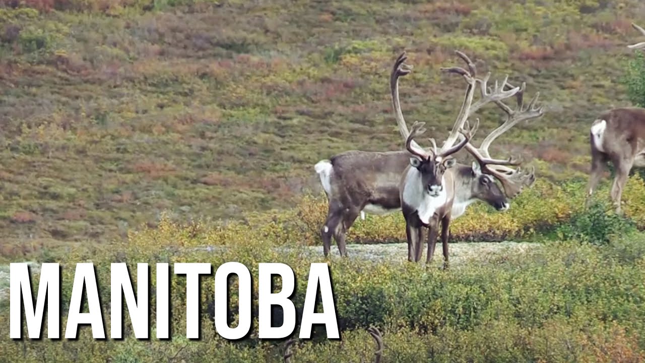 Манитоба, Канада