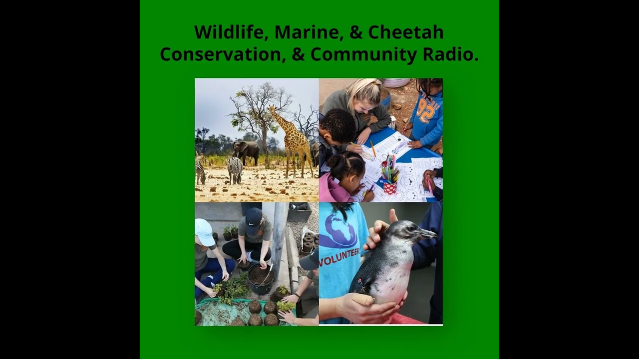 Wildlife, Marine, & Cheetah Conservation, and Community Radio in South Africa | Themba Travel