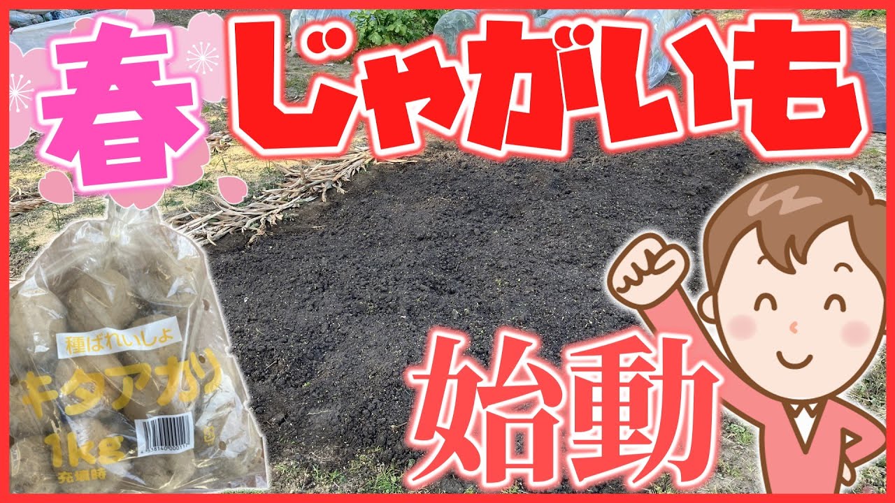 【家庭菜園】種芋の準備と土づくり～春じゃがいも植え付け前にしておきたいこと～