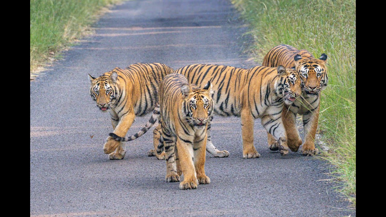 COLLARWALI AND CUBS - TADOBA