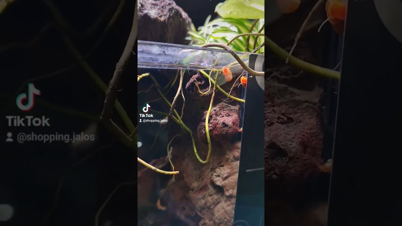 nano acuario biologico TSUNAMI by Drbonsai @shoppingjalos7404 #drbonsai #shoppingjalos