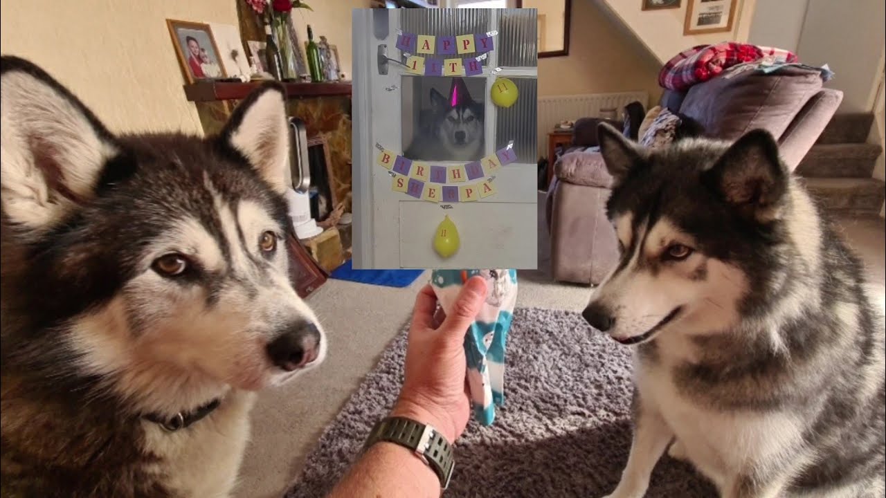 Husky greeted in the Cutest way for an Extra Special Birthday