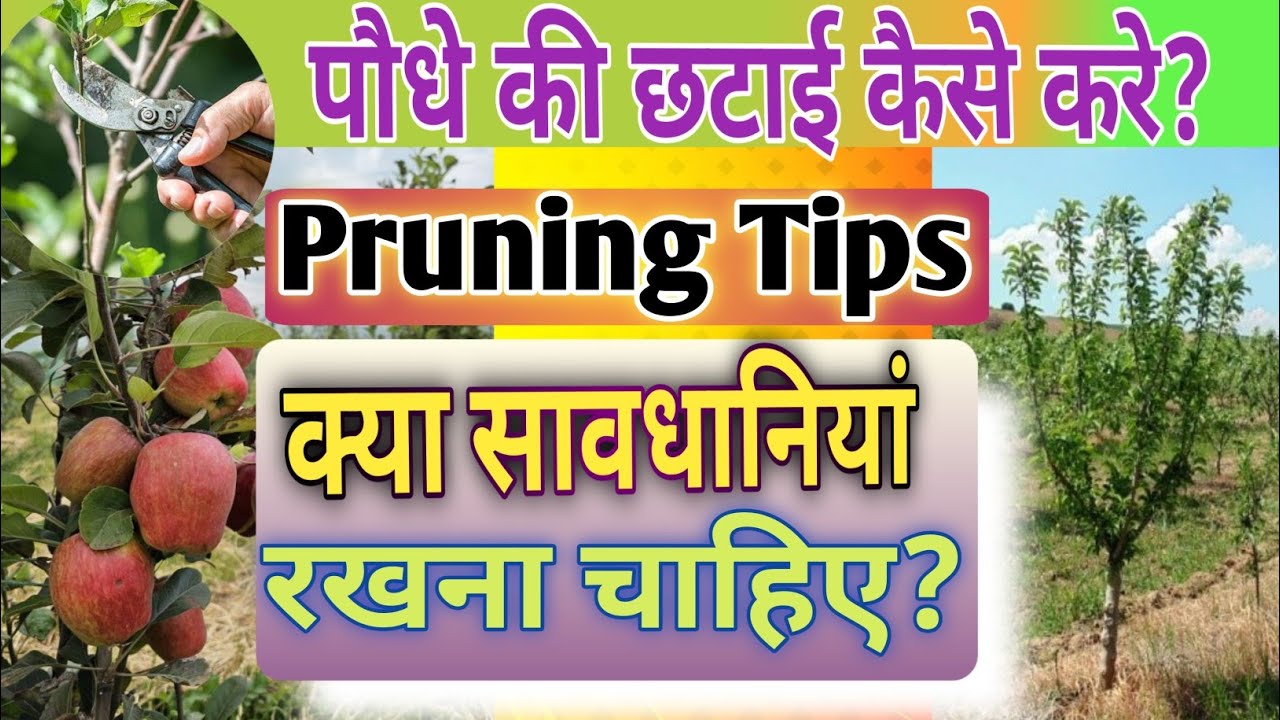 पौधे की प्रूनिंग कैसे करे? How to prune fruit plant/tree?#hot_climate_plant 