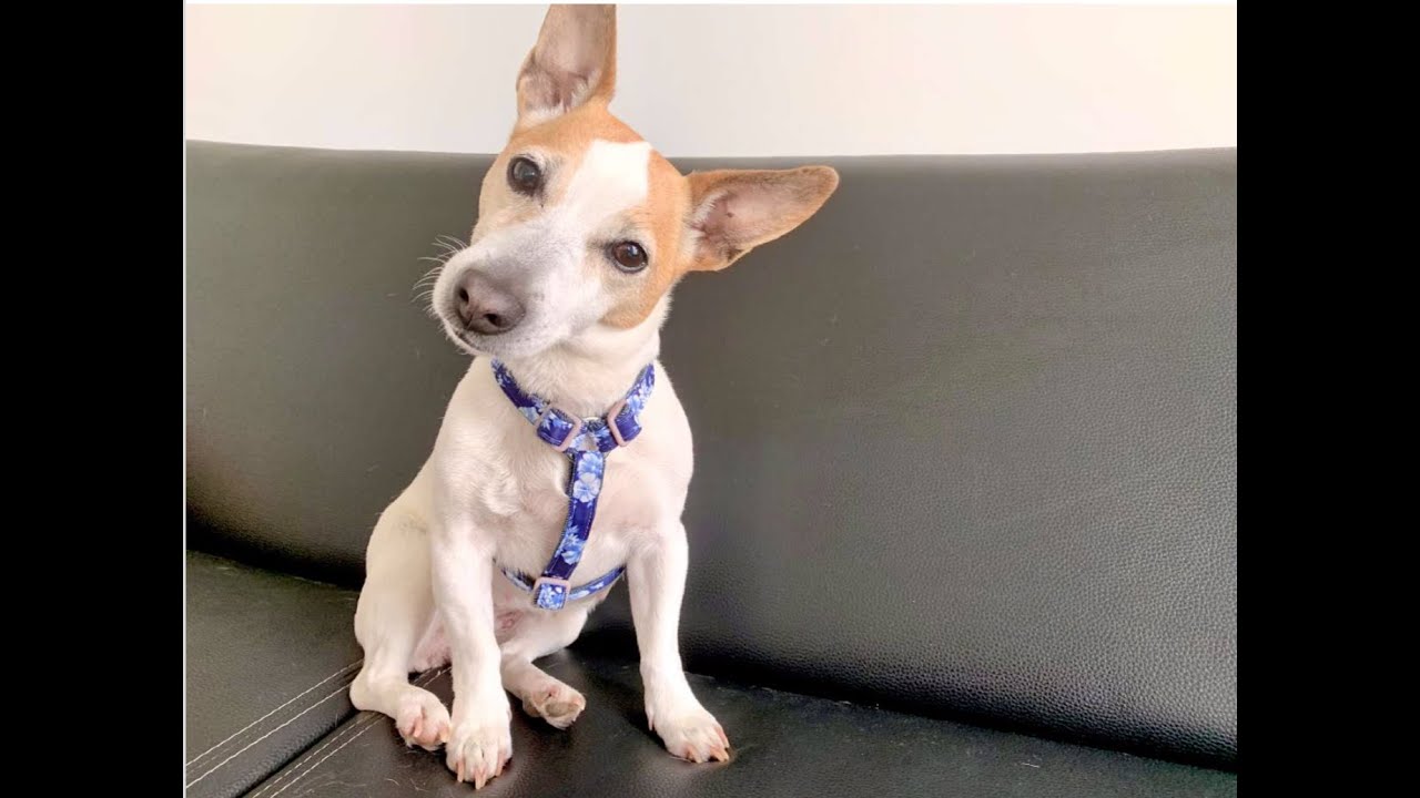 Tuto / DIY : Coudre un harnais réglable pour chien