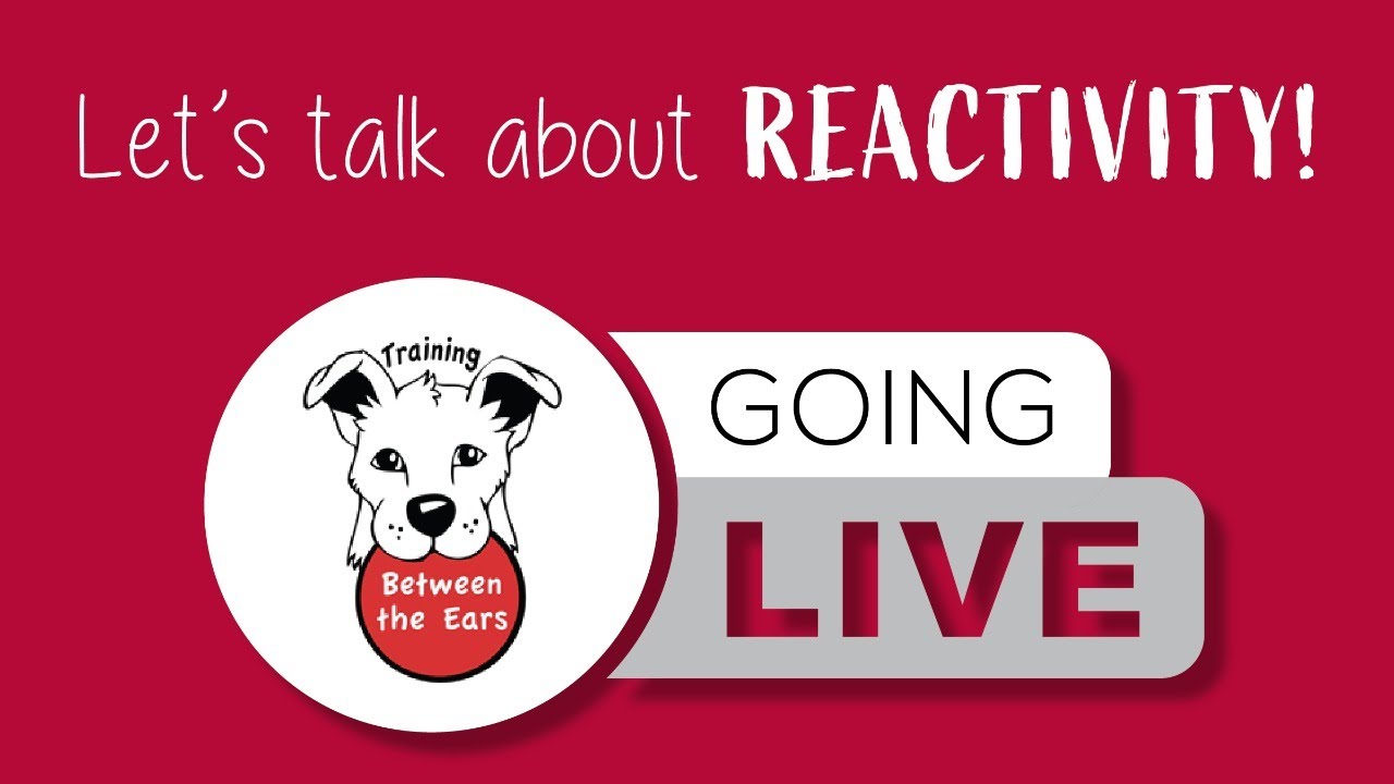 Got a reactive dog? Let's talk!