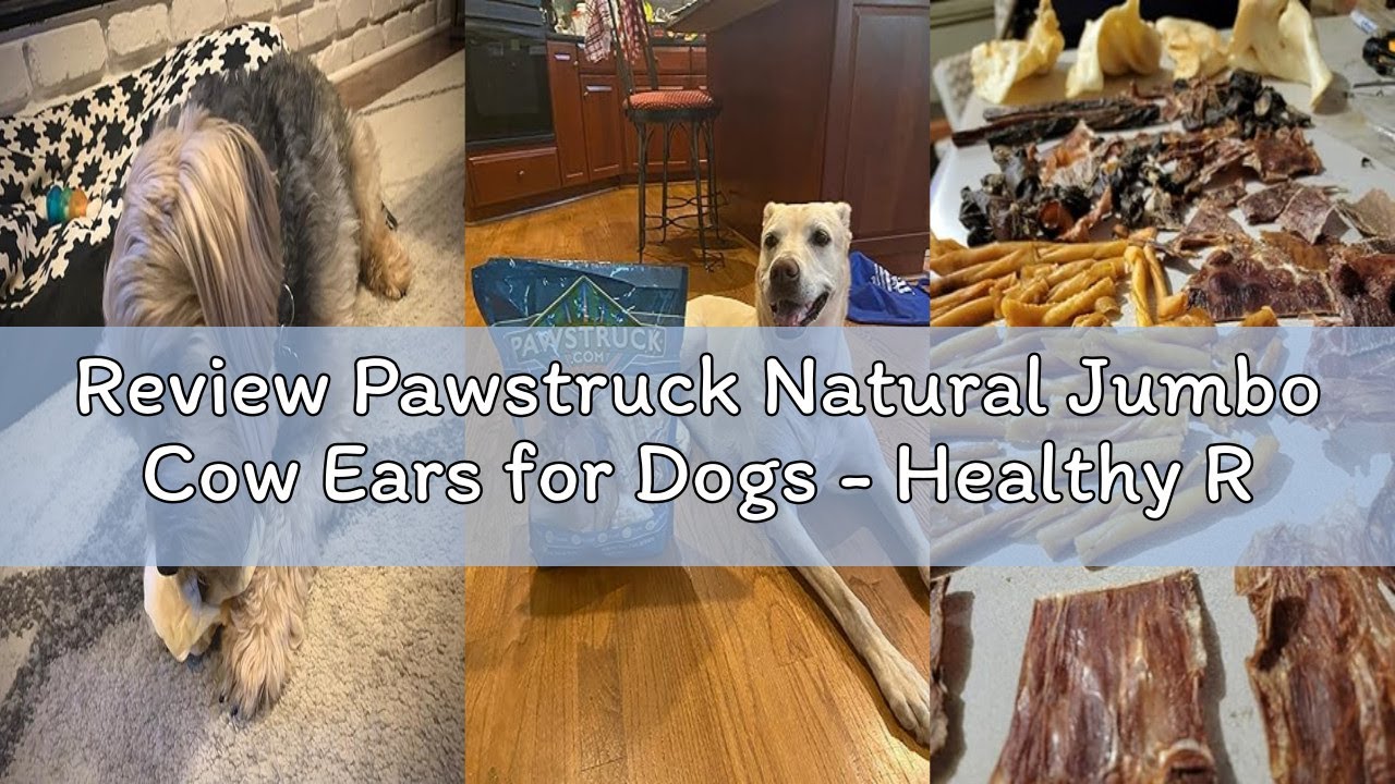 Review Pawstruck Natural Jumbo Cow Ears for Dogs - Healthy Rawhide Free, Highly Digestible Low Calor